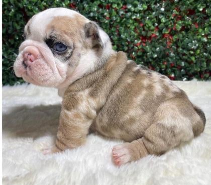 Mascotas en Venta Las Condes Santiago - Fotos de Hermosos bulldog inglés (todo medio de pago 💳)