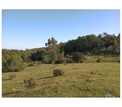 Terrenos Los Muermos Llanquihue - Fotos de VENDO PÁRCELA SECTOR LOS MUERMOS