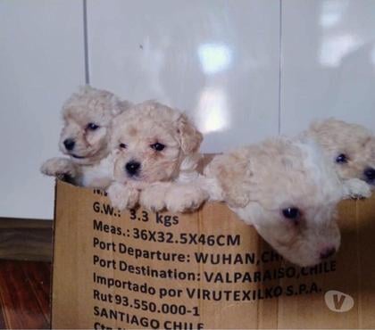 Mascotas en Venta Concepción Concepción - Fotos de Poodle micro toy