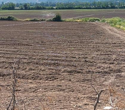 Venta de Haciendas Chimbarongo Colchagua - Fotos de Arriendo 67 has a 20 años planas de riego