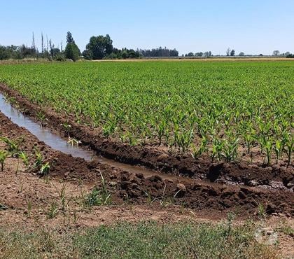 Campos-Fundos-Haciendas Teno Curicó - Fotos de VENDO 95 HA PLANAS CON MANZANOS $25 MILLHA