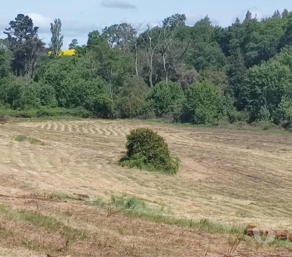 Parcelas en Venta Malleco Victoria - Fotos de Se venden Parcelas de 5.000 M2, con rol