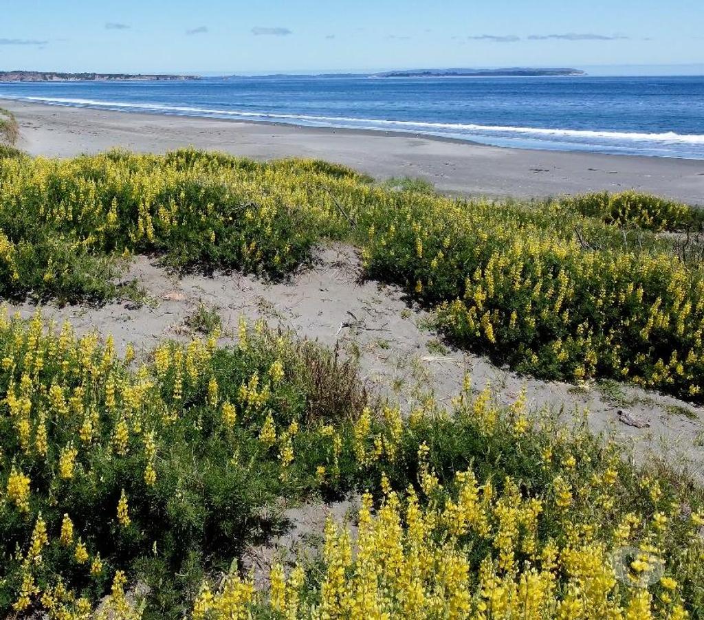 Parcelas en Venta Llanquihue Maullí - Fotos de Macrolotes frente al mar en Loteo Mar Brava