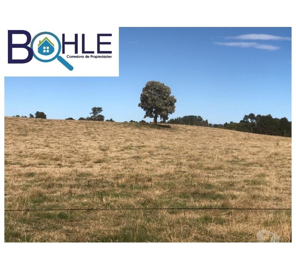 Venta de Haciendas Llanquihue Fresia - Fotos de CAMPO DE 205 Há – EN FRESIA