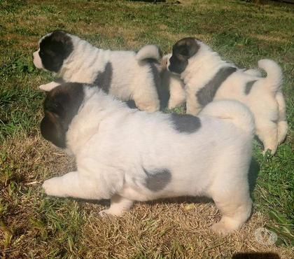 Venta de Mascotas Puerto Montt Llanquihue - Fotos de Hermosas cachorras 100% Akita Americano