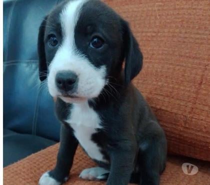Adopción ed Animales Talca Talca - Fotos de Perritas en adopción