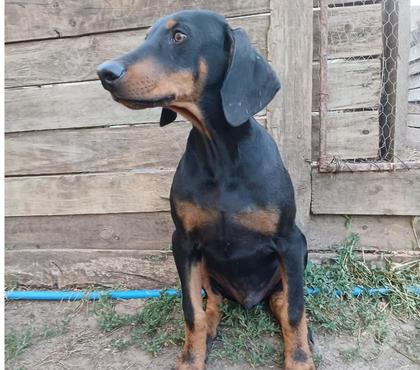 Gatos en Venta Talca Talca - Fotos de Doberman macho 4 meses