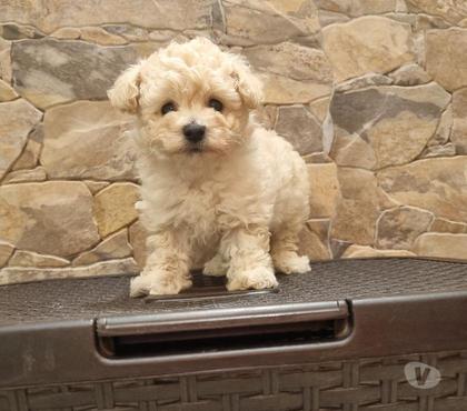 Perros en Venta Maipú Santiago - Fotos de Hermosos poodle toy