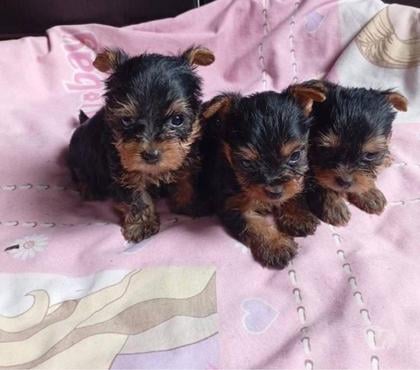 Mascotas en Venta Macul Santiago - Fotos de Yorkshire Mini Toy.