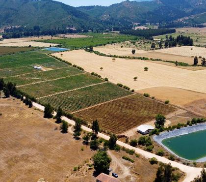 Venta de Fundos Pumanque Colchagua - Fotos de Huerto de Arándanos en Pumanque, Región de O'Higgins