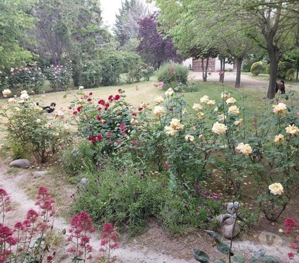 Bienes Raices Maipo Calera de Tango - Fotos de Calera de Tango, Santa Teresa de Tango, casa en parcela.
