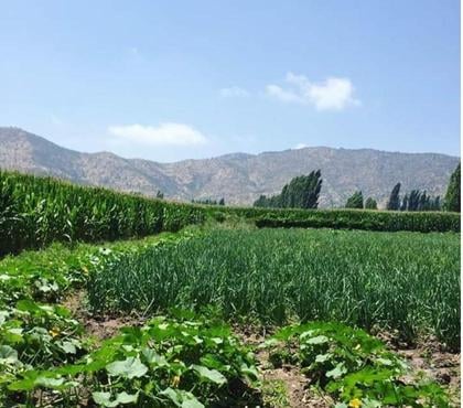 Parcelas Santa Cruz Colchagua - Fotos de HERMOSA PARCELA 13.600 mts2 LA PATAGUA | SANTA CRUZ