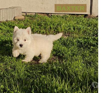 Gatos en Venta Melipilla Melipilla - Fotos de Westie o Westy Entrega Inmediata e Inscritos en el KCC