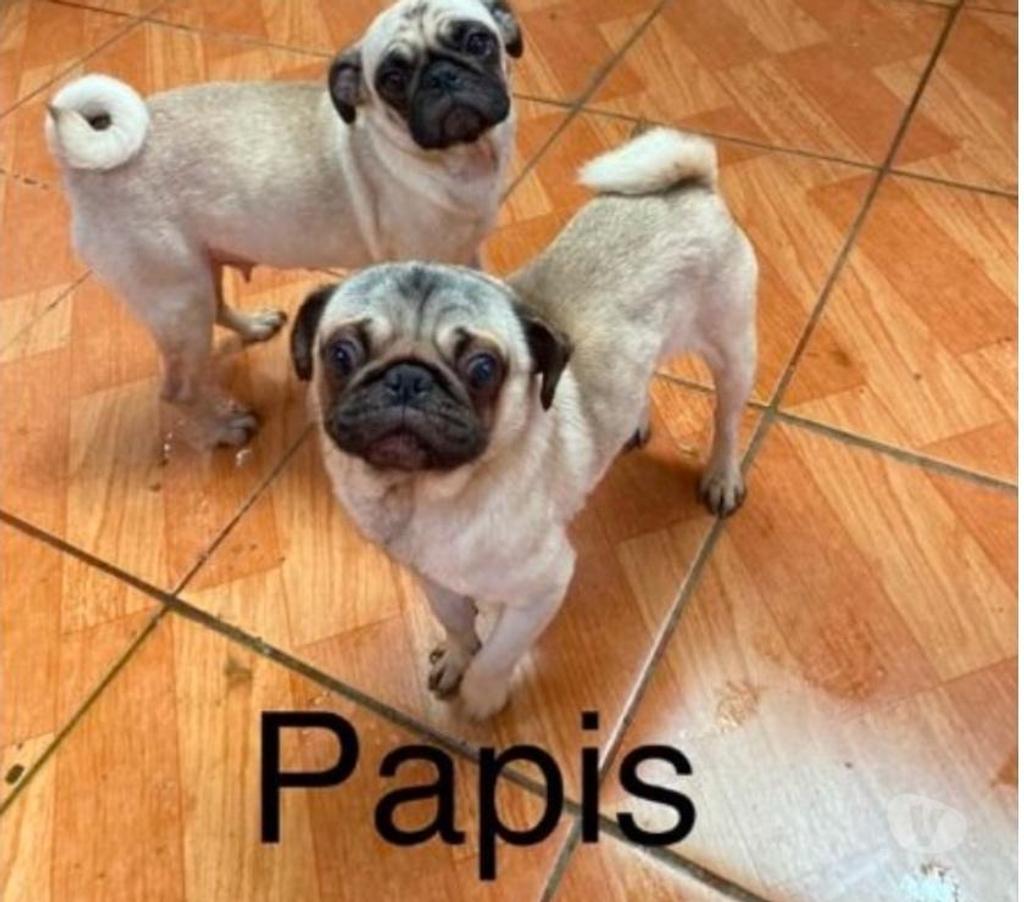 Gatos en Venta Valparaíso Viña del Mar - Fotos de Pug en venta solo machitos valor 100000