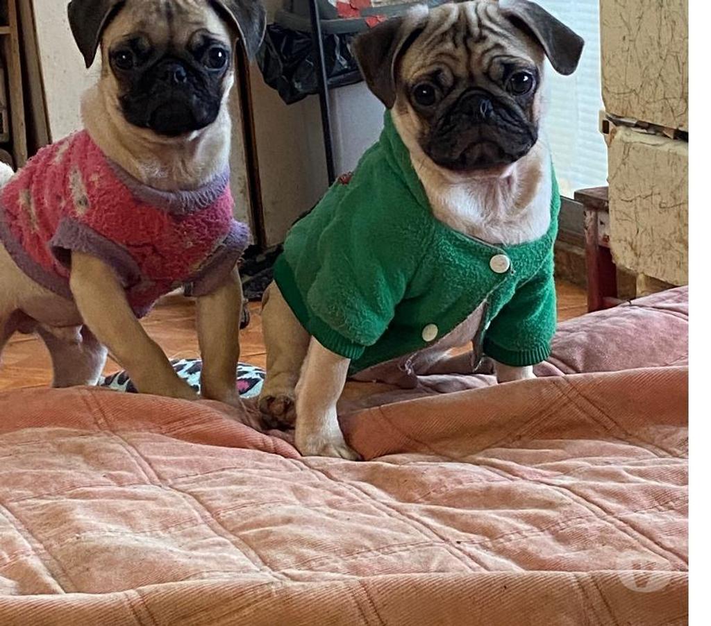Gatos en Venta Valparaíso Viña del Mar - Fotos de Pug en venta solo machitos valor 100000