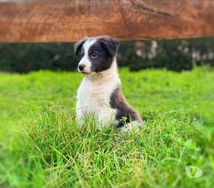 Gatos en Venta Buin Maipo - Fotos de Lindos cachorros border collie finos listos para entrega