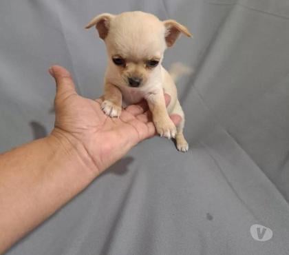 Mascotas en Venta Santiago Santiago - Fotos de Chihuahua Macho