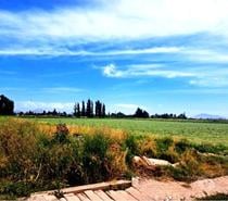 Excelente Campo Extensión Urbana de 14 hás en Lampa
