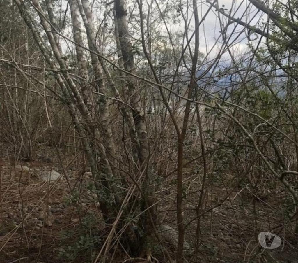 Parcelas en Venta Cautín Villarrica - Fotos de Parcelas en Ribera Norte del Lago Villarrica 2 hectáreas