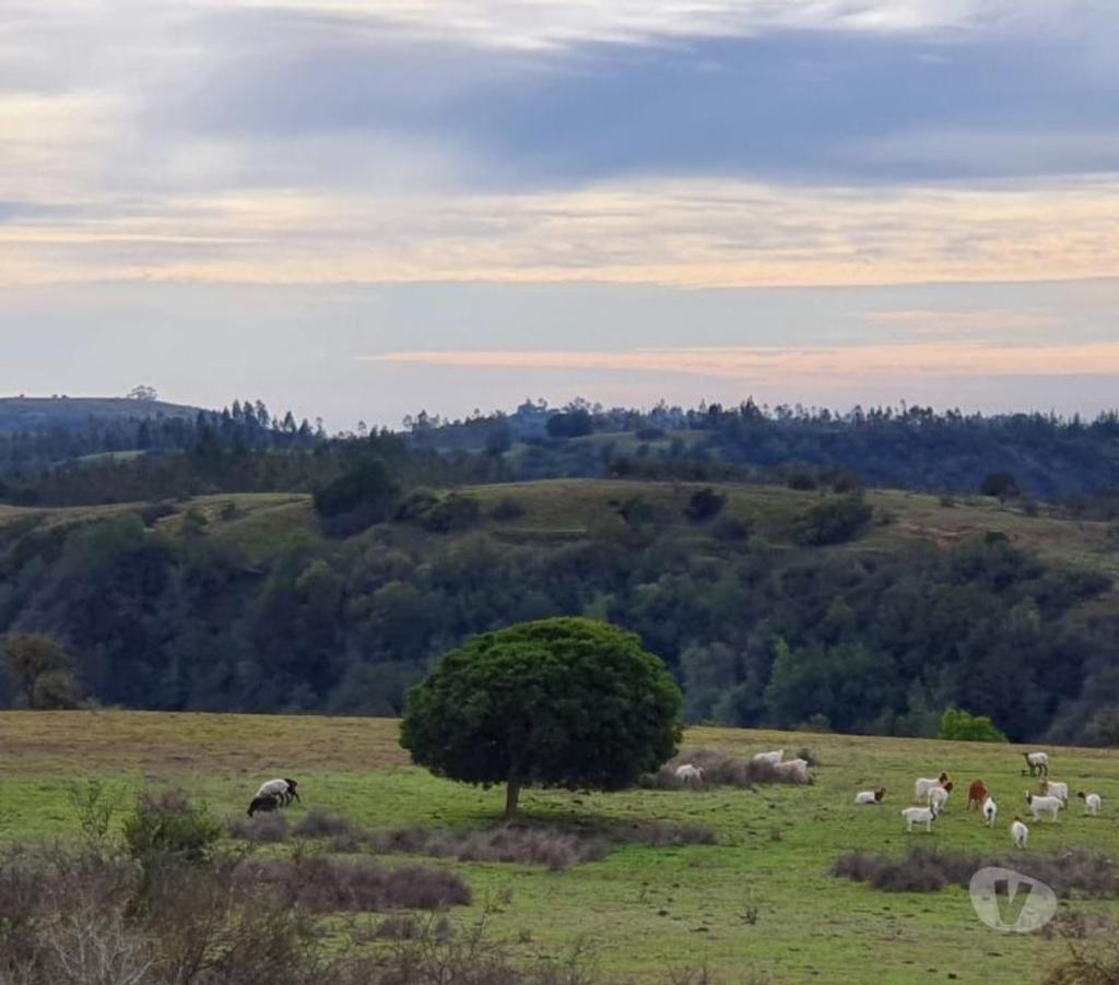 Parcelas en Venta Cardenal Caro Litueche - Fotos de Parcelas a 25 minutos de Matanzas