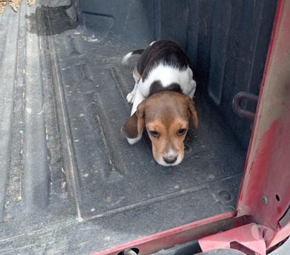 Mascotas en Venta Puerto Octay Osorno - Fotos de Cachorros beagles