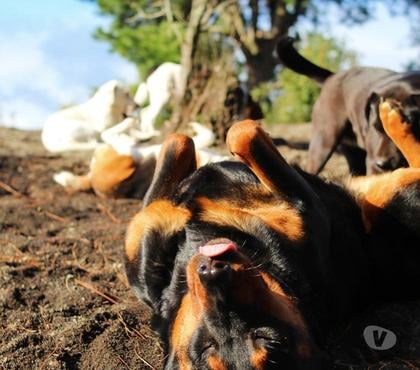 Servicios Veterinarios Los Ángeles Bío-Bío - Fotos de Alojamiento mascotas