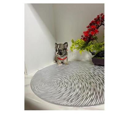 Perros en Venta La Cisterna Santiago - Fotos de Hermosas chihuahuas pelo largo manzanita