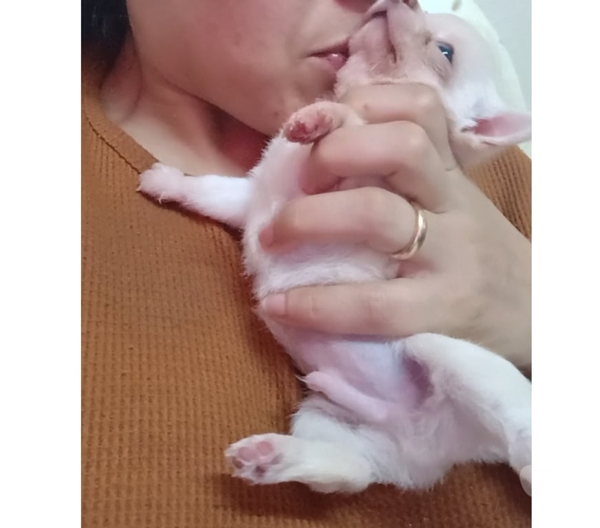 Gatos en Venta Santiago Maipú - Fotos de Macho Chihuahua blanco manzana