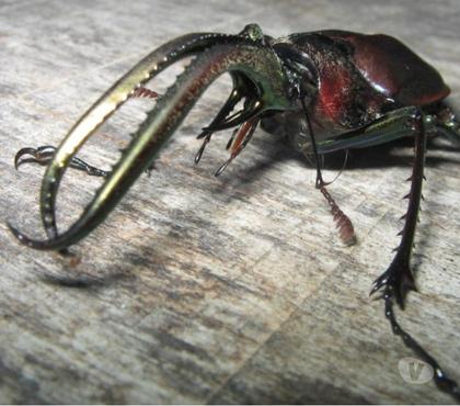 Otros Servicios Quinta Normal Santiago - Fotos de TODO INSECTOS Y OTROS ARTROPODOS-ASESORIA