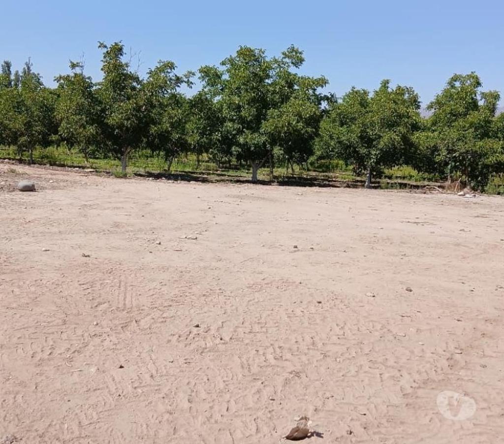 Parcelas en Venta San Felipe de Aconcagua San Felipe - Fotos de OJO 6,4 HÁ 1200 DURAZNOS 700 NOGALES VENTA DIRECTA CURIMON