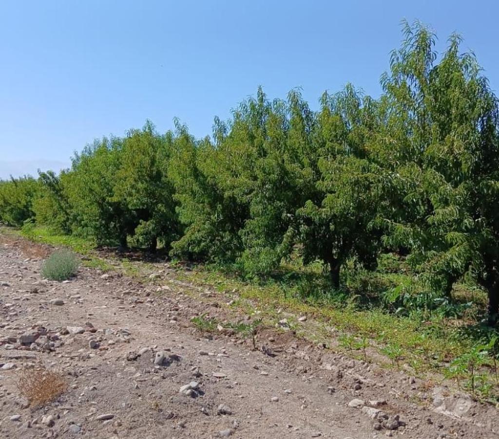 Parcelas en Venta San Felipe de Aconcagua San Felipe - Fotos de OJO 6,4 HÁ 1200 DURAZNOS 700 NOGALES VENTA DIRECTA CURIMON