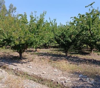 Terrenos San Felipe San Felipe de Aconcagua - Fotos de OJO 6,4 HÁ 1200 DURAZNOS 700 NOGALES VENTA DIRECTA CURIMON