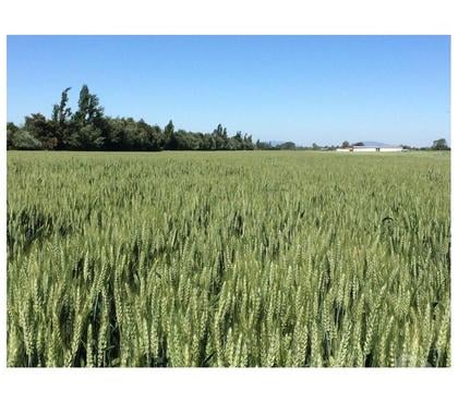 Campos-Fundos-Haciendas Chillán Ñuble - Fotos de Se Vende Campo Agrícola De 60 Ha,subdividido.
