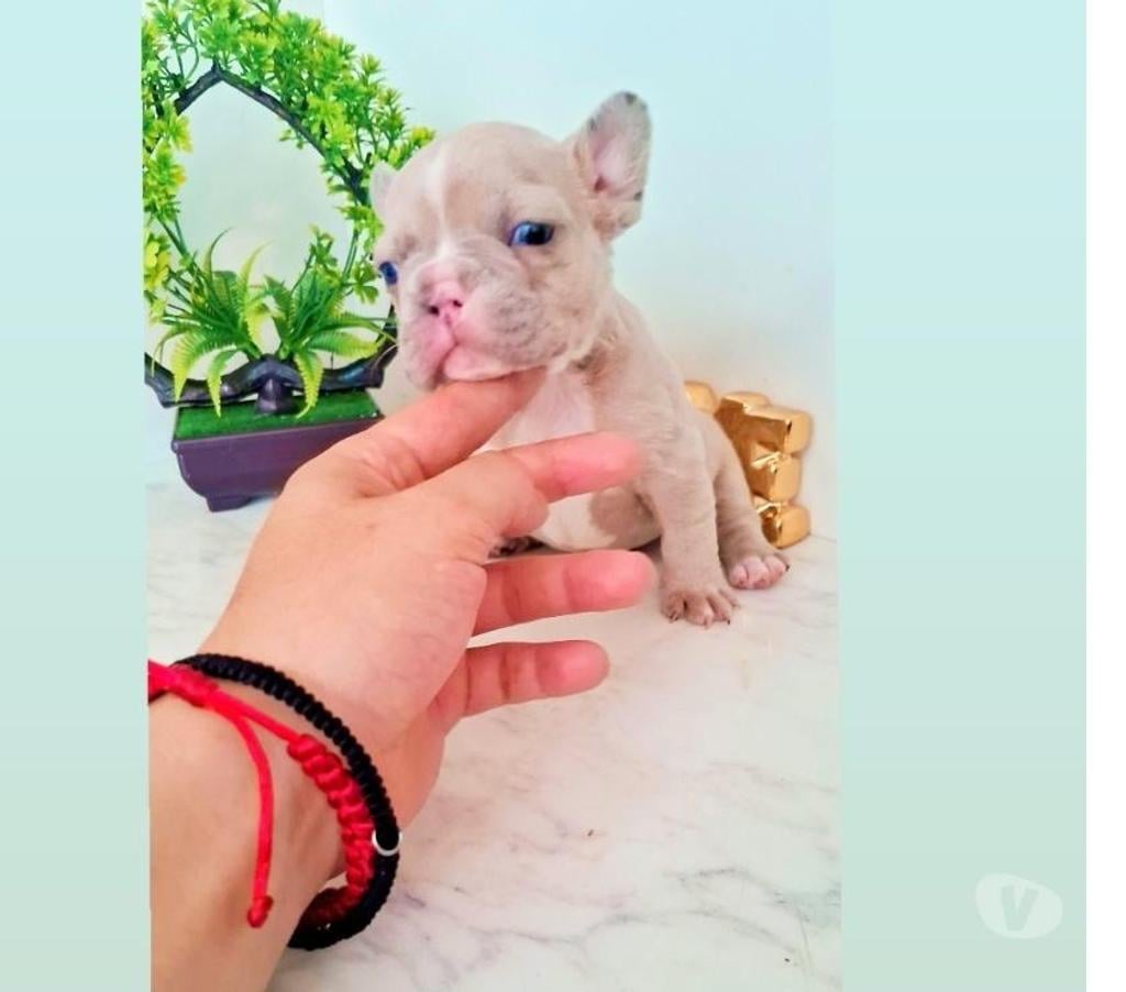 Gatos en Venta Santiago Santiago - Fotos de Hermos@s bulldog frances exoticos ojos azules de piscina