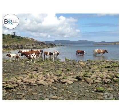 Parcelas en Venta Guaitecas Aisén - Fotos de VENDO BAHÍA LOW