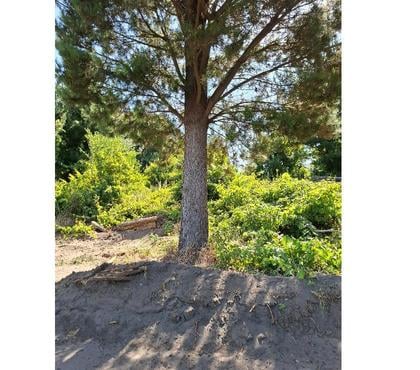Accesorios Casa-Jardín Los Ángeles Bío-Bío - Fotos de VENDO MATAS DE PINO Y AROMO EN PIE EN LOS ANGELES