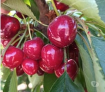 VENDO 20 HECTÁREAS CON CEREZOS PRODUCCION FUNCIONANDO