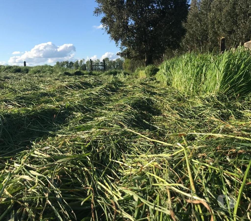 Venta de Haciendas Valdivia Los Lagos - Fotos de 348 hectáreas productoras, Los Lagos.