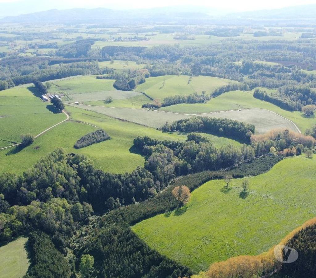 Venta de Haciendas Valdivia Los Lagos - Fotos de 348 hectáreas productoras, Los Lagos.