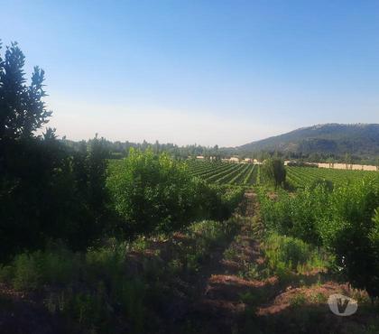 Fundos en Venta Chimbarongo Colchagua - Fotos de VENDO 340 HAS CON FRUTALES EN PRODUCCIÓN