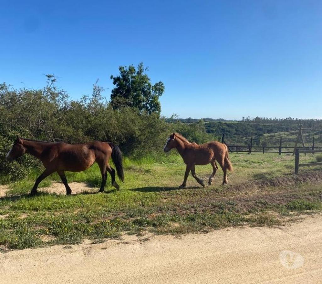 Parcelas en Venta Cardenal Caro Navidad - Fotos de Tu Refugio Soñado a Solo 10 km del Océano