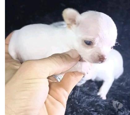 Perros en Venta Renca Santiago - Fotos de Chihuahua preciosos