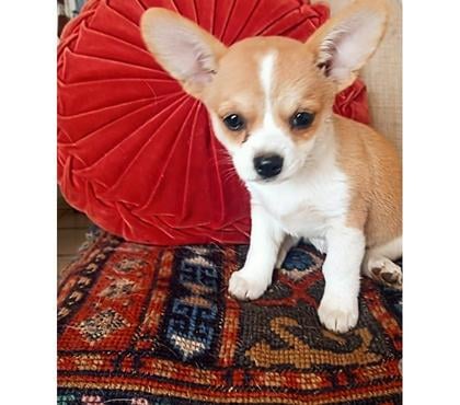 Mascotas en Venta La Serena Elqui - Fotos de Cachorros corgi Pembroke hembras