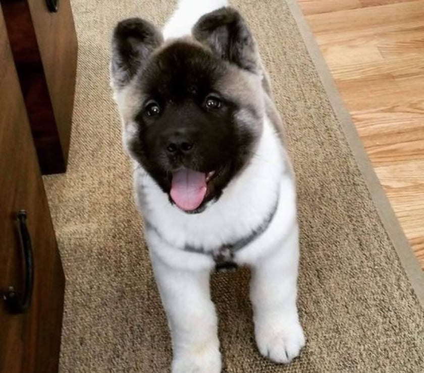 Venta de Mascotas La Florida Santiago - Fotos de Akita Americano Cachorros