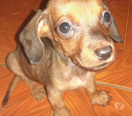 Perros en Venta Las Condes Santiago - Fotos de Dachshund machos miniatura