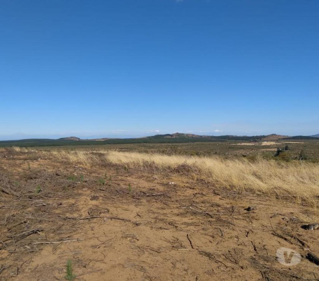 Venta de Haciendas Cauquenes Cauquenes - Fotos de GRAN PREDIO AGRÍCOLA - FORESTAL