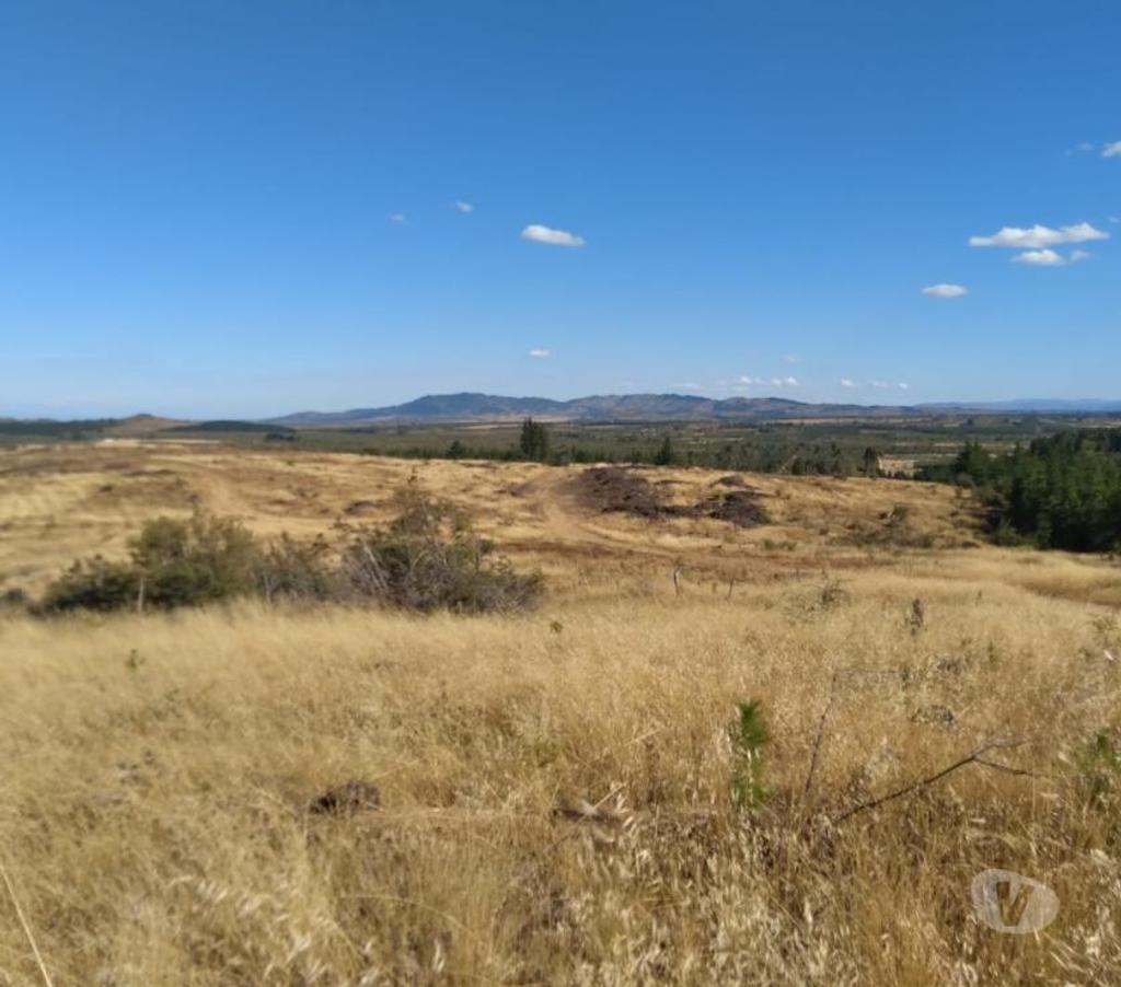 Venta de Haciendas Cauquenes Cauquenes - Fotos de GRAN PREDIO AGRÍCOLA - FORESTAL