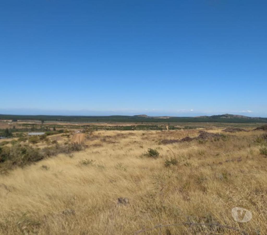 Venta de Haciendas Cauquenes Cauquenes - Fotos de GRAN PREDIO AGRÍCOLA - FORESTAL
