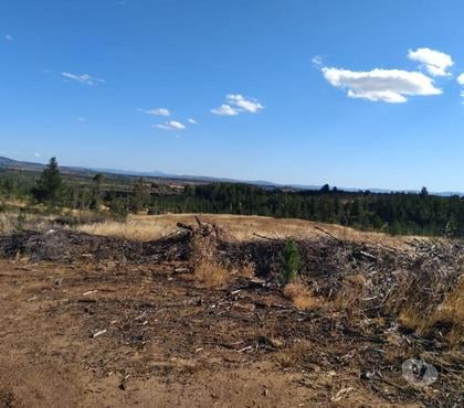 Venta de Campos Cauquenes Cauquenes - Fotos de GRAN PREDIO AGRÍCOLA - FORESTAL