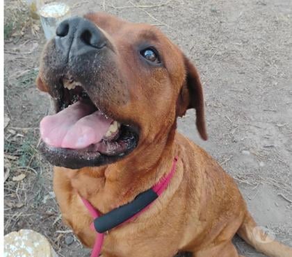 Adopción de Perros La Reina Santiago - Fotos de Divinos perritos mezcla Dogo de Burdeos y Rottweiler
